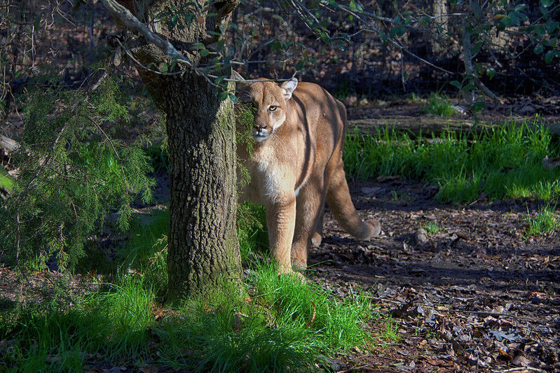 Mountain lion